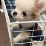 El Chihuahua de Otaola